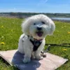 En kølende madras til hunde om sommeren