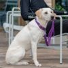 Blødt og slidstærkt lilla hundehalsbånd til daglig brug
