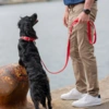 Elegant hundehalsbånd med læderlook og slidstærke materialer