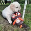 Golden retriever hundehvalp med  Companion Ugle hvalpelegetøj