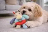 Hund leger med Companion hundelegetøj patchwork pony indendørs