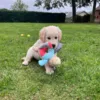 Golden Retriever hvalp med Companion Pony hvalpelegetøj