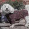 Ollipet Pompom hundesweater