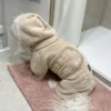 Ollipet Wellness Tørrekåbe i beige vist fra siden på hundemodel