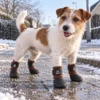Ollipet For Wagging Tails | Hundestrømper m. velcro