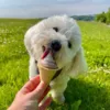 Sally nyder en hjemmelavet hundeis