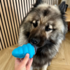 Eurasier slikker på vådfoder gemt i en Trixie Jumper