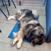 Eurasier på en kølemåtte str. L