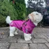 Coton De Tular i str. Ryg 31 cm, Bryst 46 cm