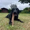 Labrador Retriever med 25 cm tyggerulle
