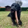 Langtidsholdbar tyggeben til store hunde