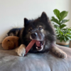 Eurasier med Yak tyggeben str. XL