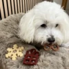 Hund tygger tyggeben formet som kagemand