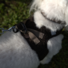 Ollipet Teddy Step-in hundesele spænde