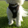 Ollipet Teddy Step-in hundesele forfra