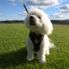 Ollipet Teddy Step-in hundesele