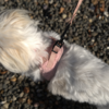 Ollipet Teddy Step-in hundesele