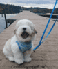 Trixie Puppy Dog hvalpesele og line