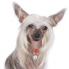 My Family | Hundetegn Chinese Crested