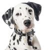 My Family | Hundetegn Dalmatiner