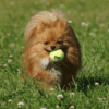 Kong mini tennisbold med squeaker2