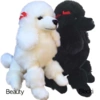 Puddelhund bamse / Beauty eller Blacki