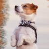 Hundebutterfly i satin | Ass. Sort/hvid | Wilfred Jack Russel Terrier
