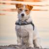 Hundebutterfly i satin | Ass. Sort/hvid | Wilfred Jack Russel Terrier