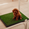 Doodlehvalp på hundetoilet