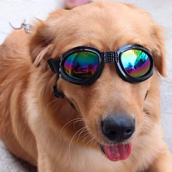 resident Lover og forskrifter Tap SportyDog hundesolbriller | Undgå vind i øjnene → Tryk her