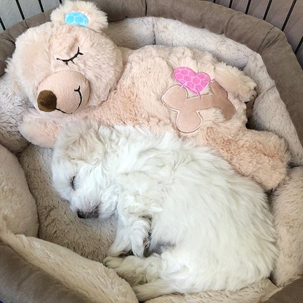 Little Buddy Bear | All Paws → her!