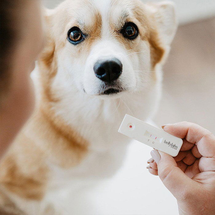 ineffektiv orm Luscious Graviditetstest for hunde → Tryk Her