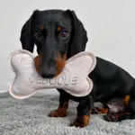 Kødben af læder | Delicious