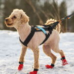 Non-Stop Dogwear Freemotion Harness - 2. SORTERING | STR. 2