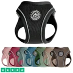 Ollipet For Wagging Tails | Step in Sele