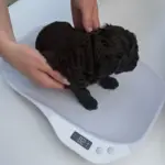 Digitalvægt til hvalpe | op til 15 kg.