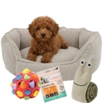 Pakketilbud | Indendørs hundehygge