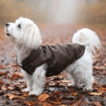 Ollipet Mokkashield | Termojakke