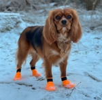 Companion hundesokker | Orange