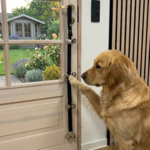 Ollipet Dørklokke til hunde