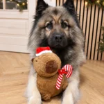 Ollipet Capivara Julebamse | 25 cm