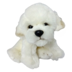 Coton de Tulear /Bichon Frise bamse/Ollie