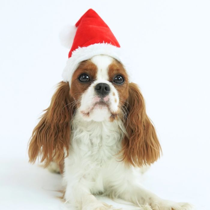 Formfast Nissehue til hunde